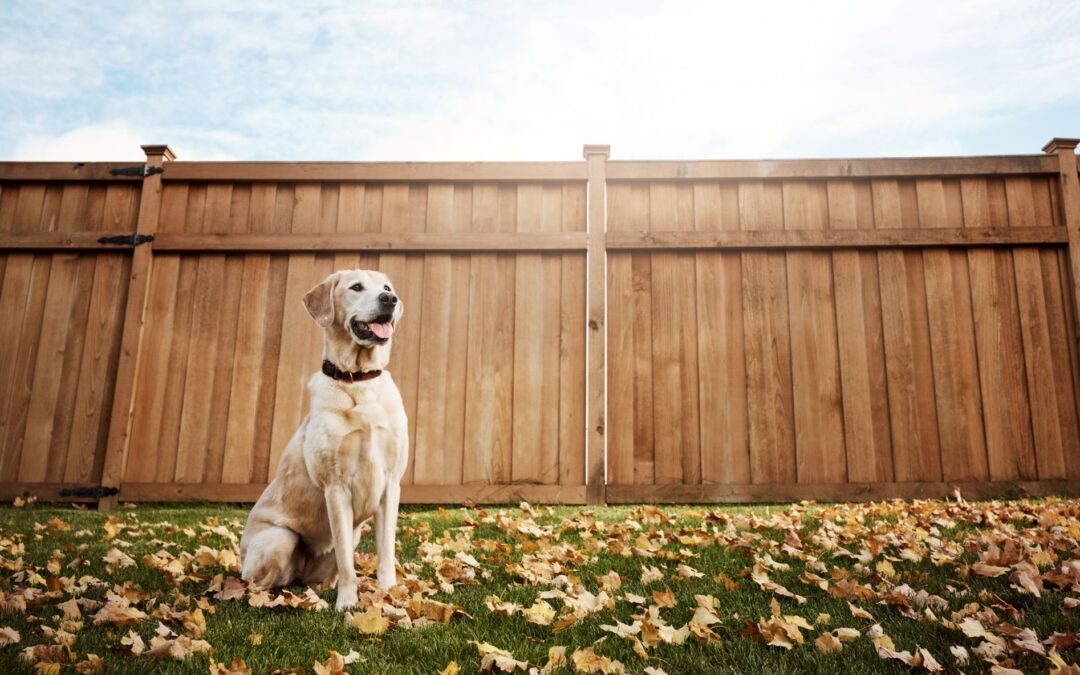 Choosing the Right Fence to Keep Your Pets Safe in Edmonton